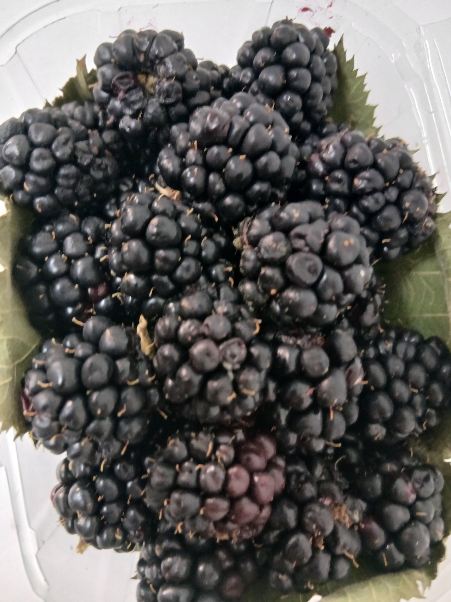 Black berries توت بري