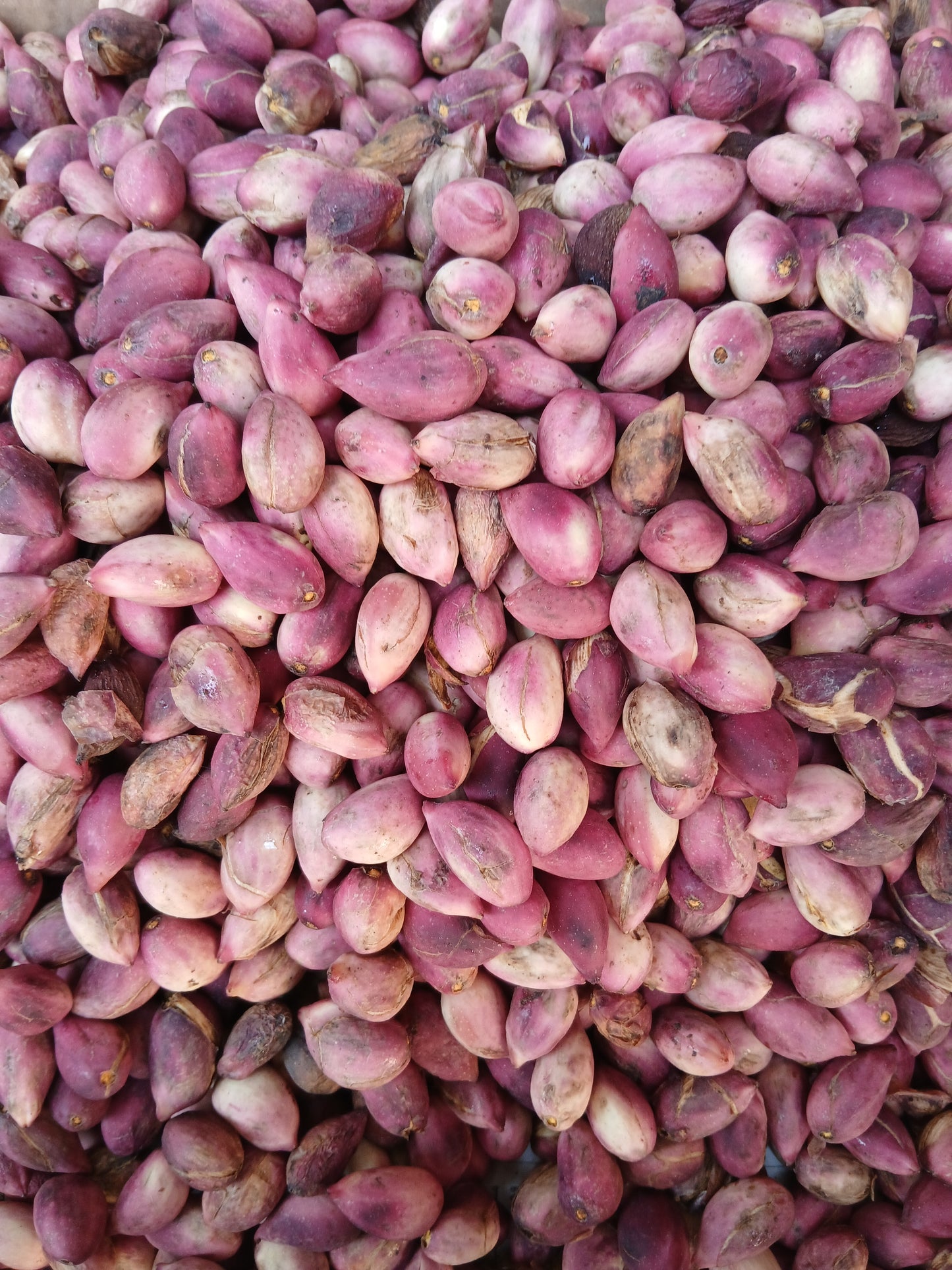 Pistachio