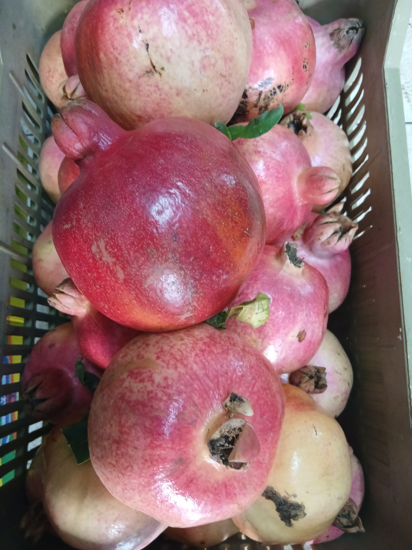 Pomegranate رمان