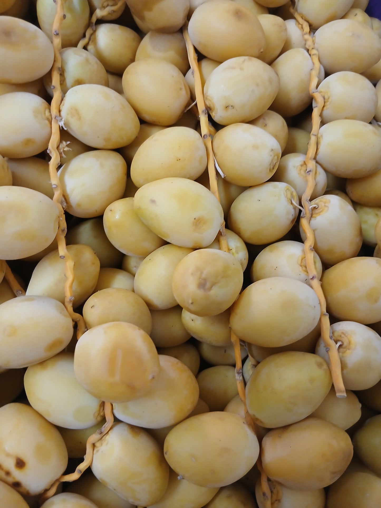 Dates barhi بلح برحي