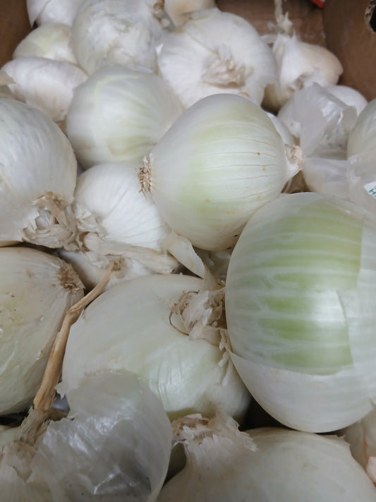 White onion بصل ابيض