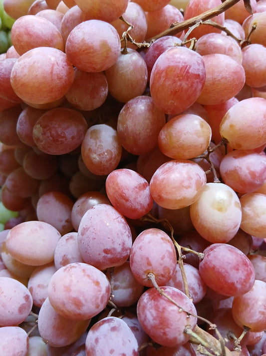 Red grapes seedless عنب احمر بلا بزر