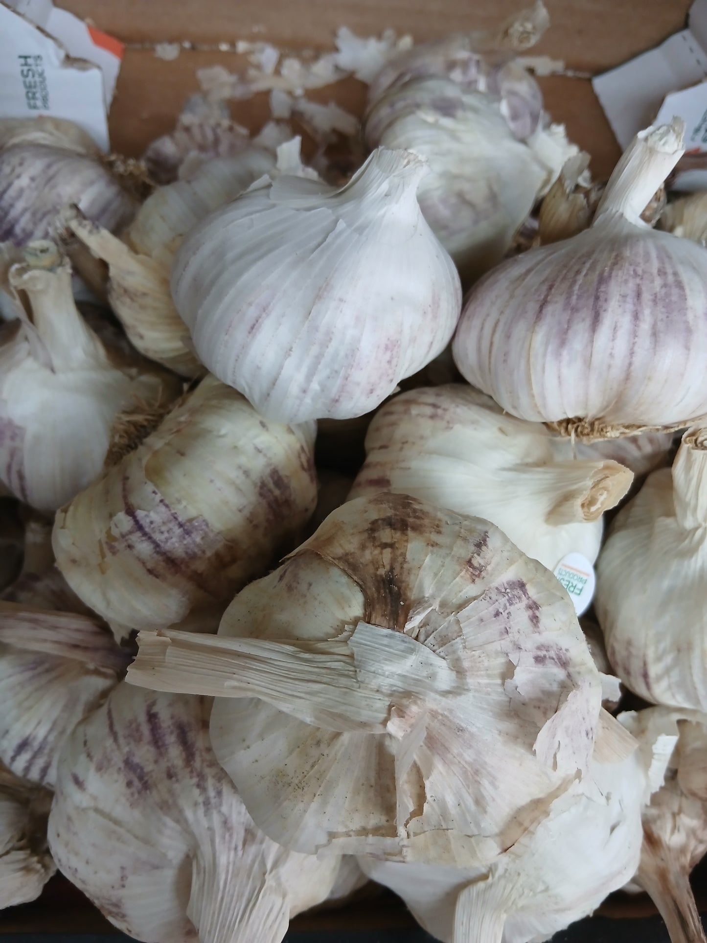 Garlic توم بلدي