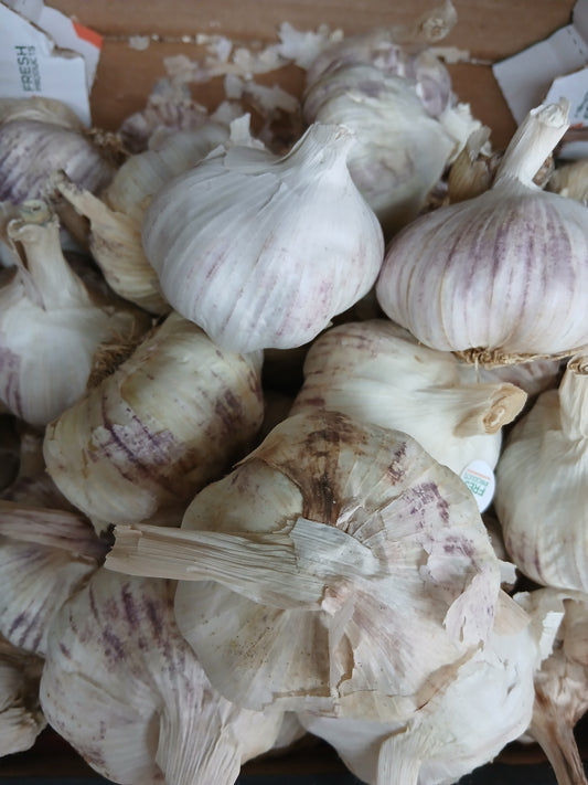 Garlic توم بلدي