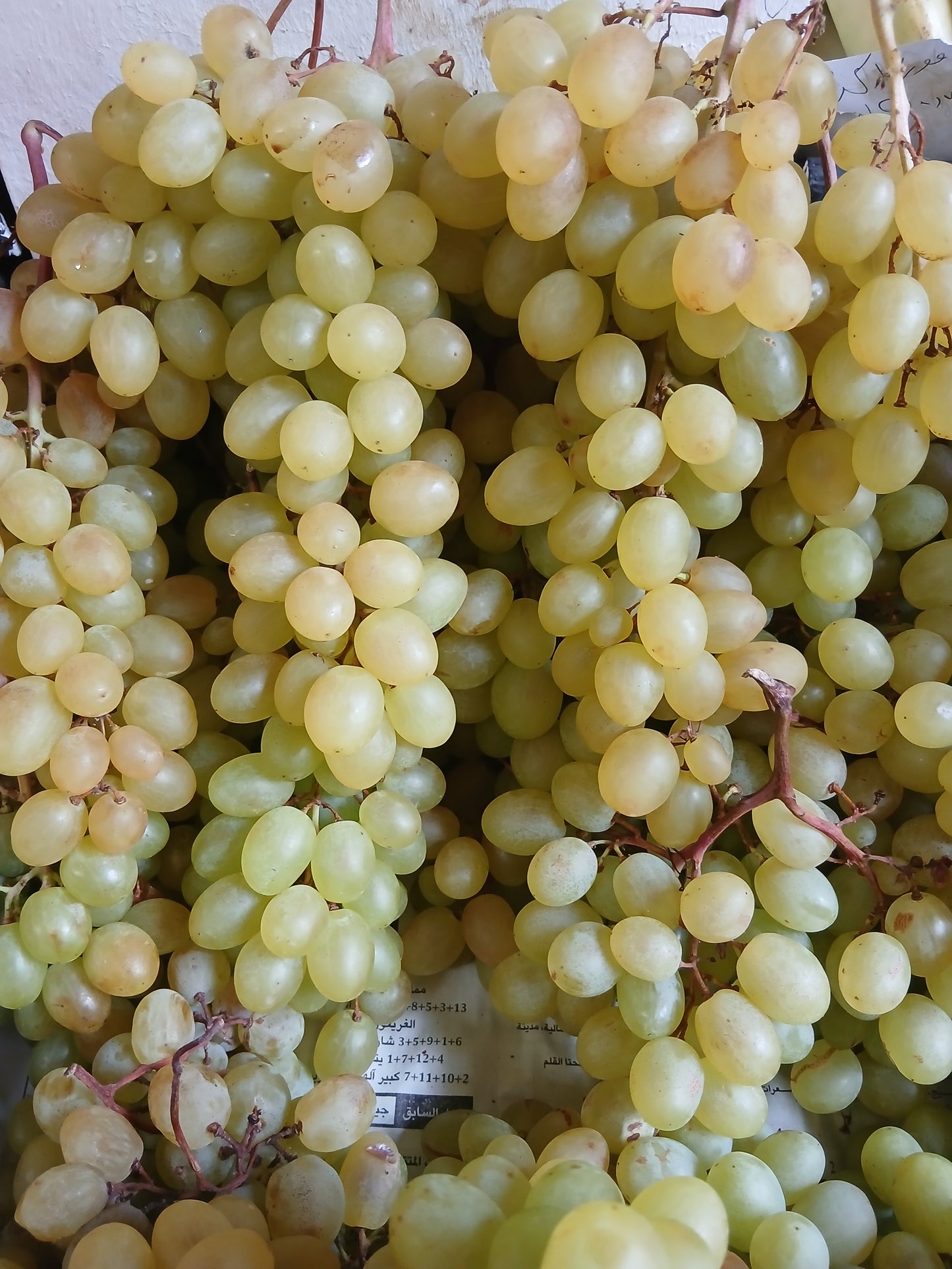 Grapes maghdoucheh عنب مغدوشة