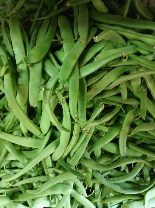 Grenn beans لوبيا بادريه