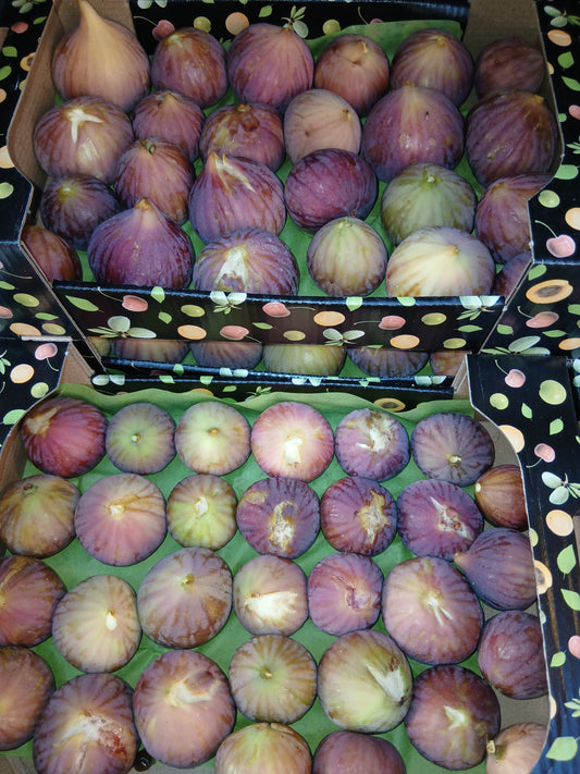 Figs black تين اسود