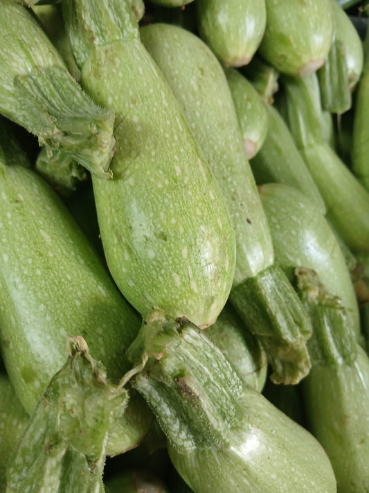 Zucchini كوسا