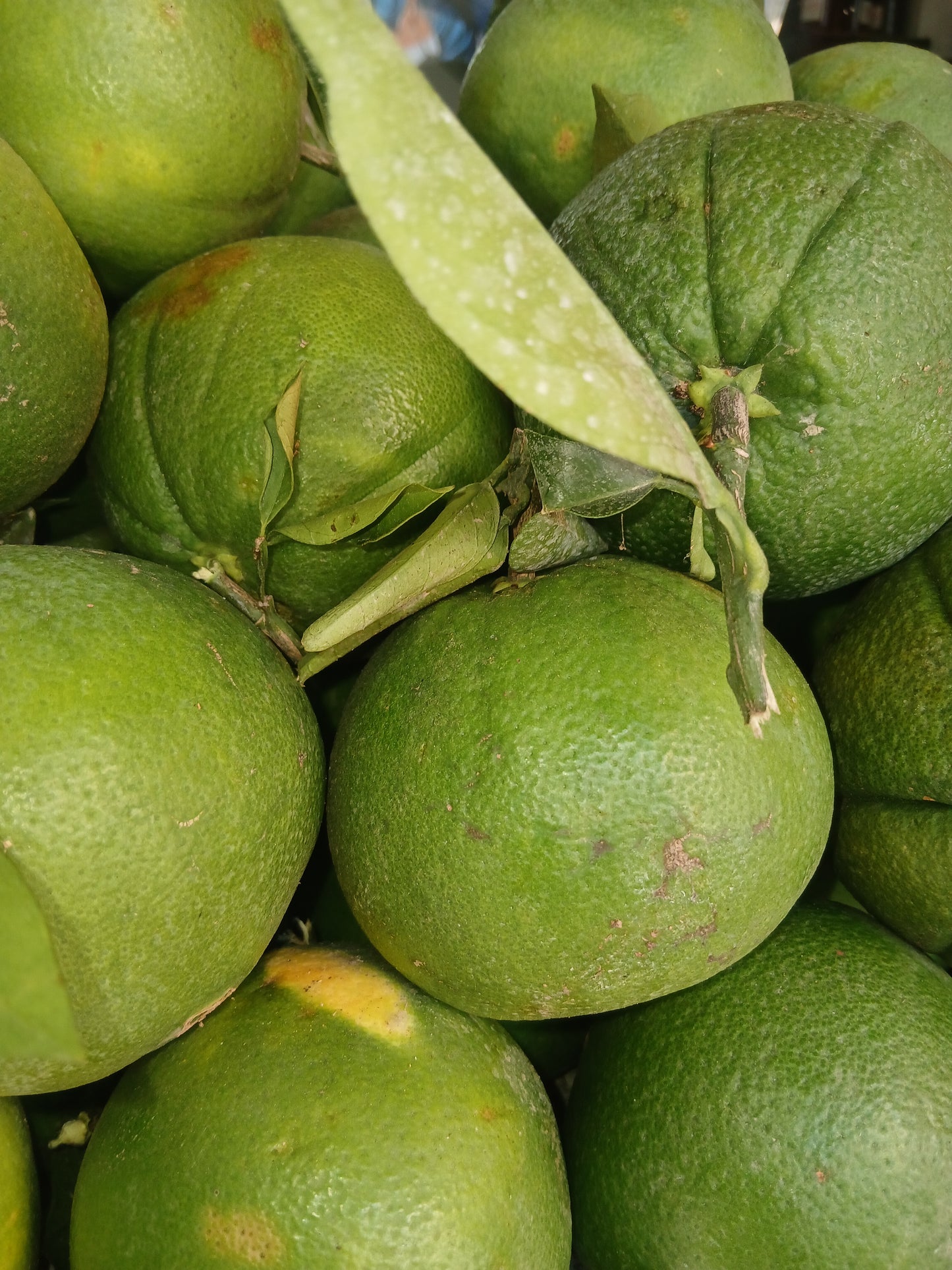 Navel orange ابوصره