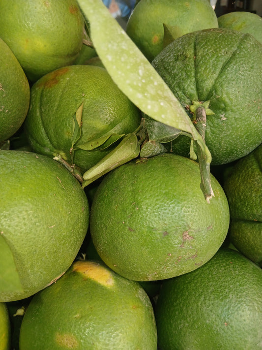 Navel orange ابوصره