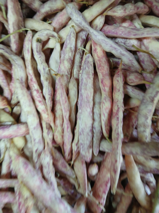 White beans عيشا خانم