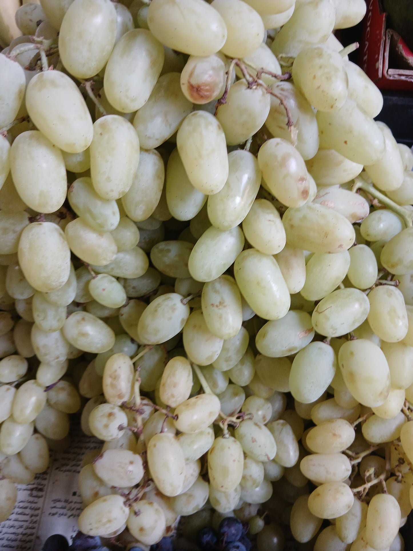Grapes baytamouneh عنب بيتمونة