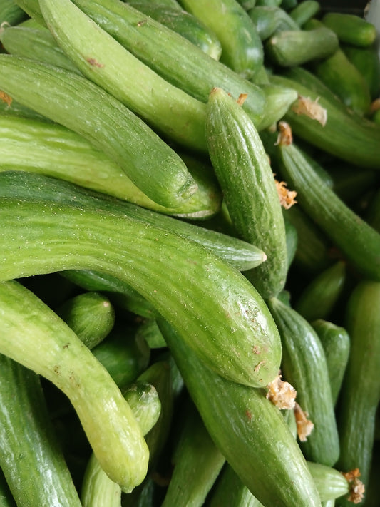 Wild cucumbe خيار شمسي
