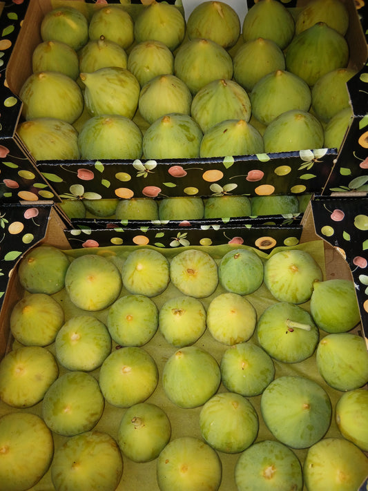 White figs تين ابيض