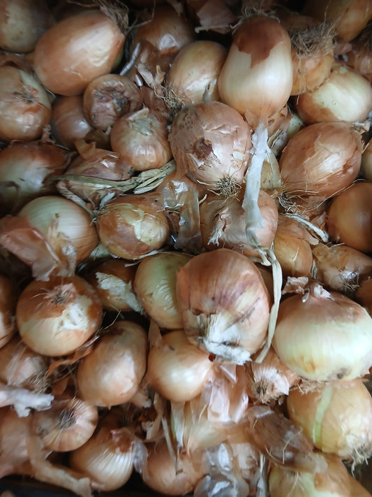 Onion بصل