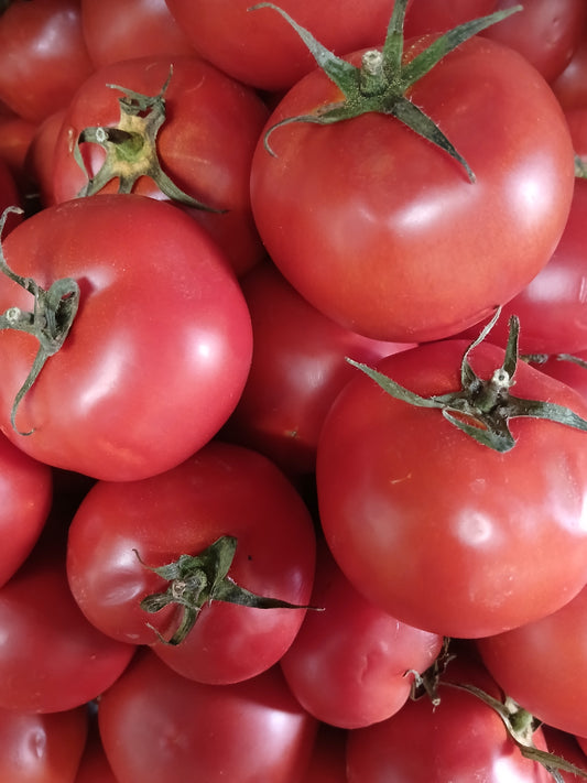 Tomato بندورة