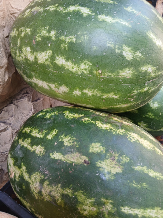 Water melon بطيخ