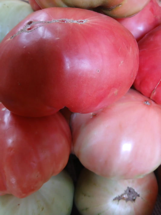 Tomato jabalia  بندورة جبلية