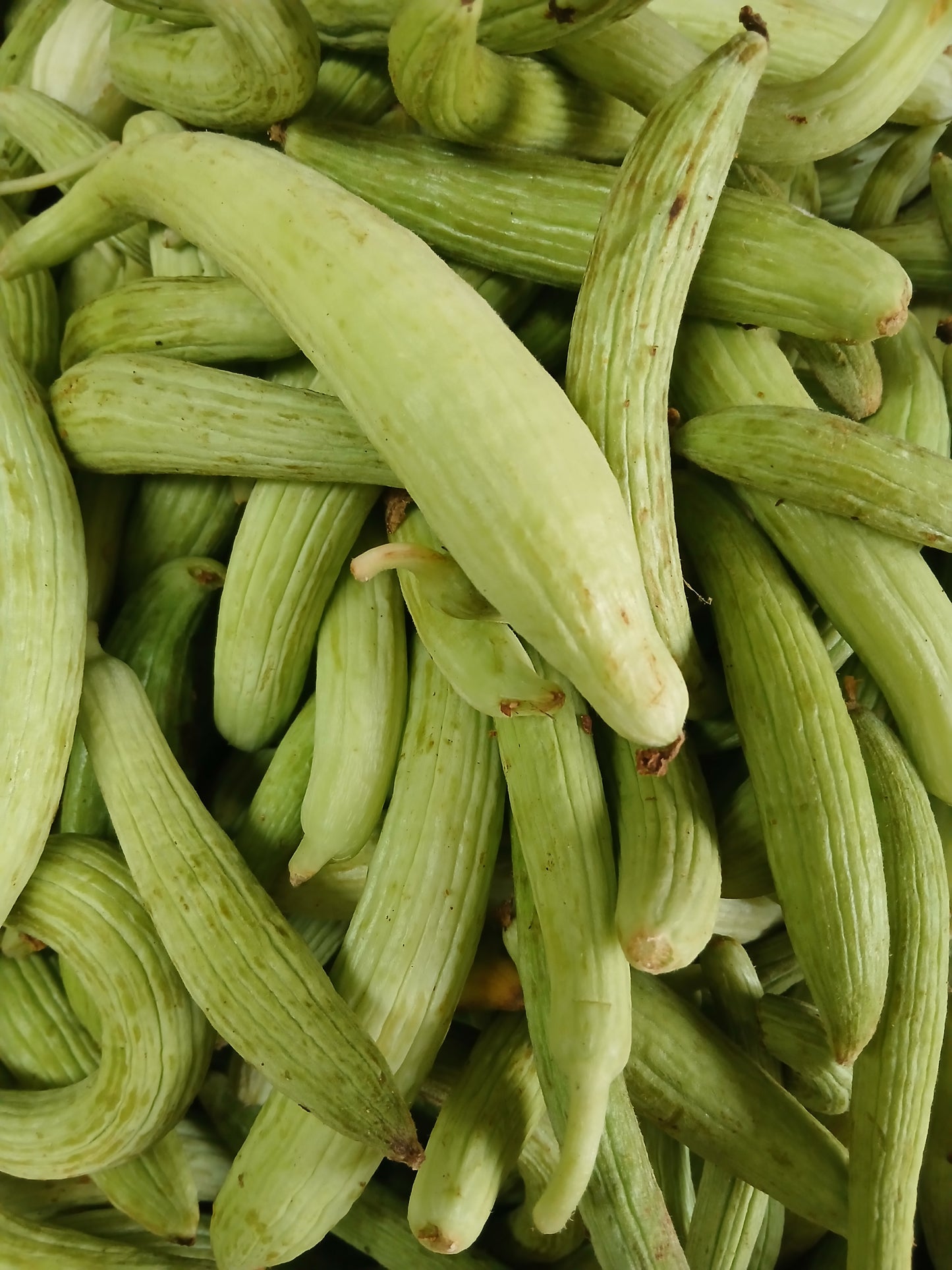 Maqti مقتي