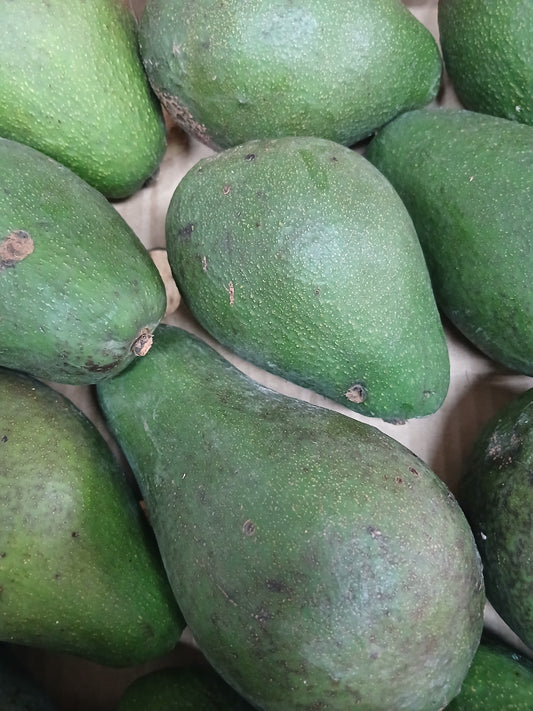 Avocado أفوكادو