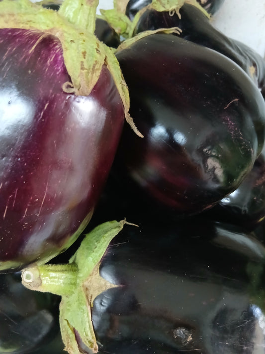 Eggplants مدعبل