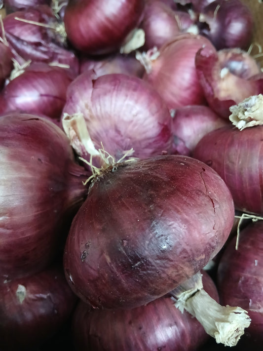 Red onion بصل هندي