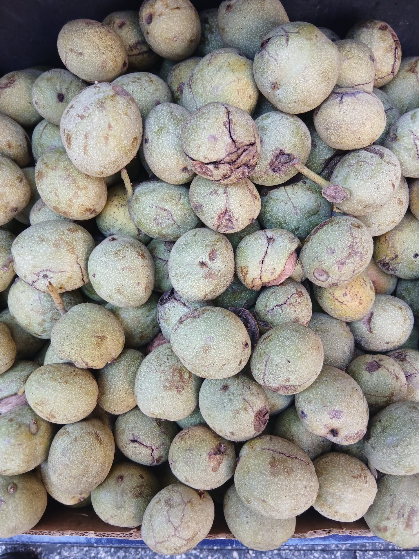 Wall nut جوز اخضر
