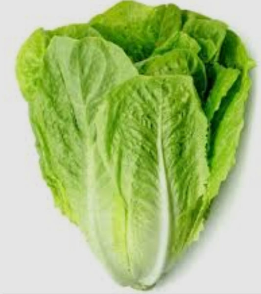 Lettuce خس