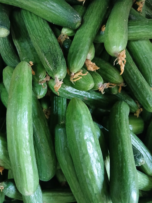Cucumber خيار
