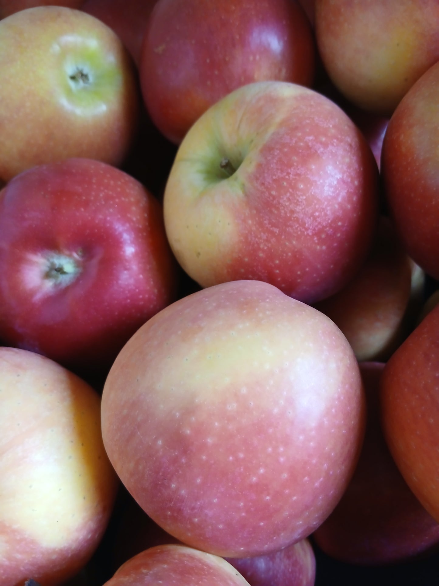 Apple gala تفاح غالا
